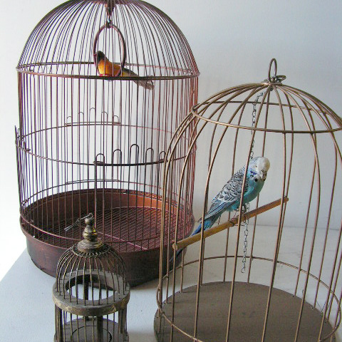 Birds and Birdcages